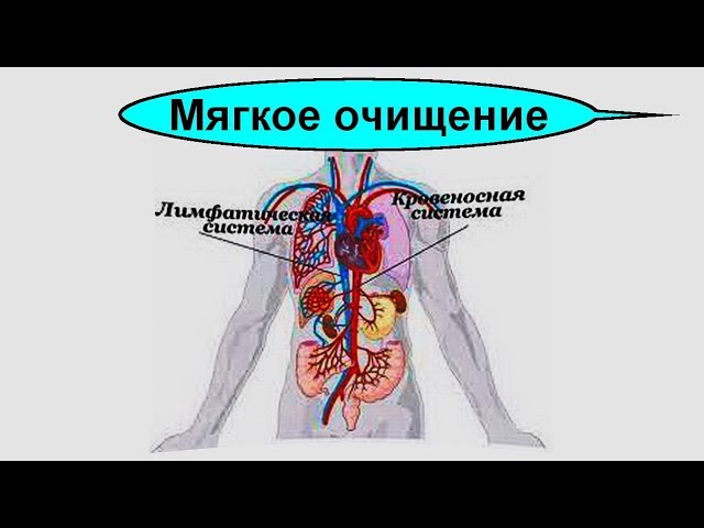 Простой рецепт очищение крови и лимфатической системы организма человека
