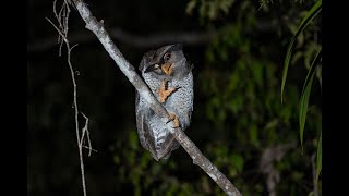 😽婆羅洲熱帶雨林系列😽|Borneo jungle girl|婆羅洲少女營地