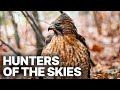 Hunters Of The Skies Incredible Feats Of Flight 