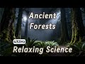 Fall Asleep To Science of the Forests | Science Documentary