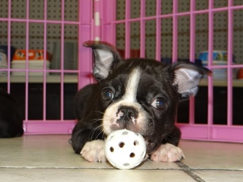 Boston Terrier For Sale Craigslist