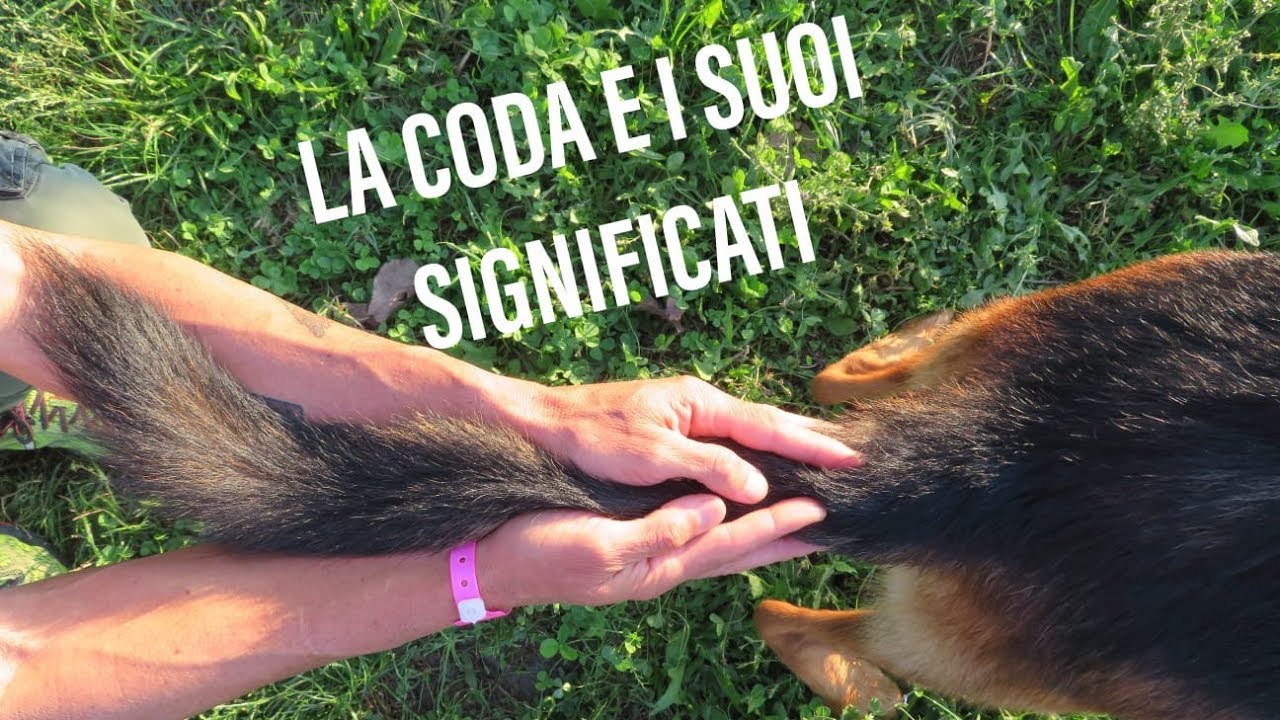 La coda del cane e i suoi significati YouTube