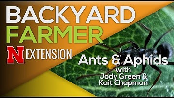 Ants Farming Aphids: What It Means for Your Plants