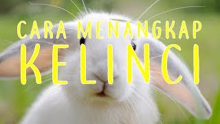 Cara Mudah Tangkap KELINCI
