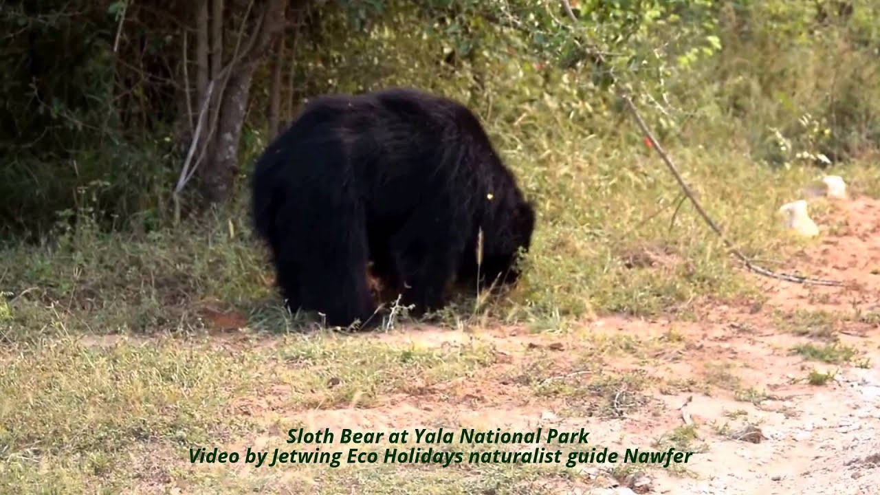 Sloth Bear at Yala National Park