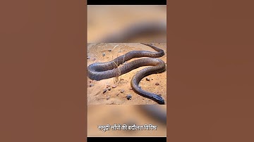 The life of snake part 2 #snake  #snakes #animals