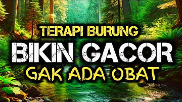 Terapi air untuk semua jenis burung, gemericik air terapi burung, Terapi Burung PALING AMPUH