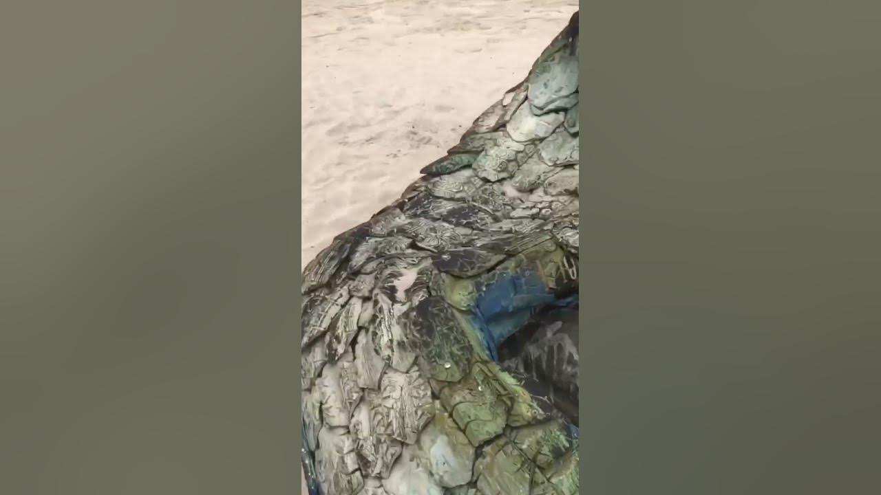 Mami Water Tail (Prop) on a Lagos beach