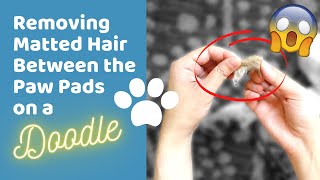 How to Remove Mats From Your Dog's Paws With a Clipper ~ DIY Doodle Maintenance Grooming by Doodle Doods 12,267 views 3 years ago 5 minutes, 38 seconds