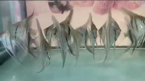 Cá thần tiên mana