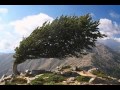 Miniature de la vidéo de la chanson Arbres