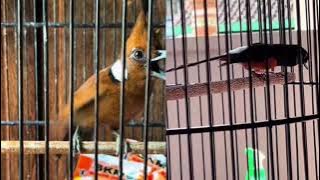 KOMBINASI MASTERAN PALING LENGKAP DAN PALING JERNIH AUDIONYA