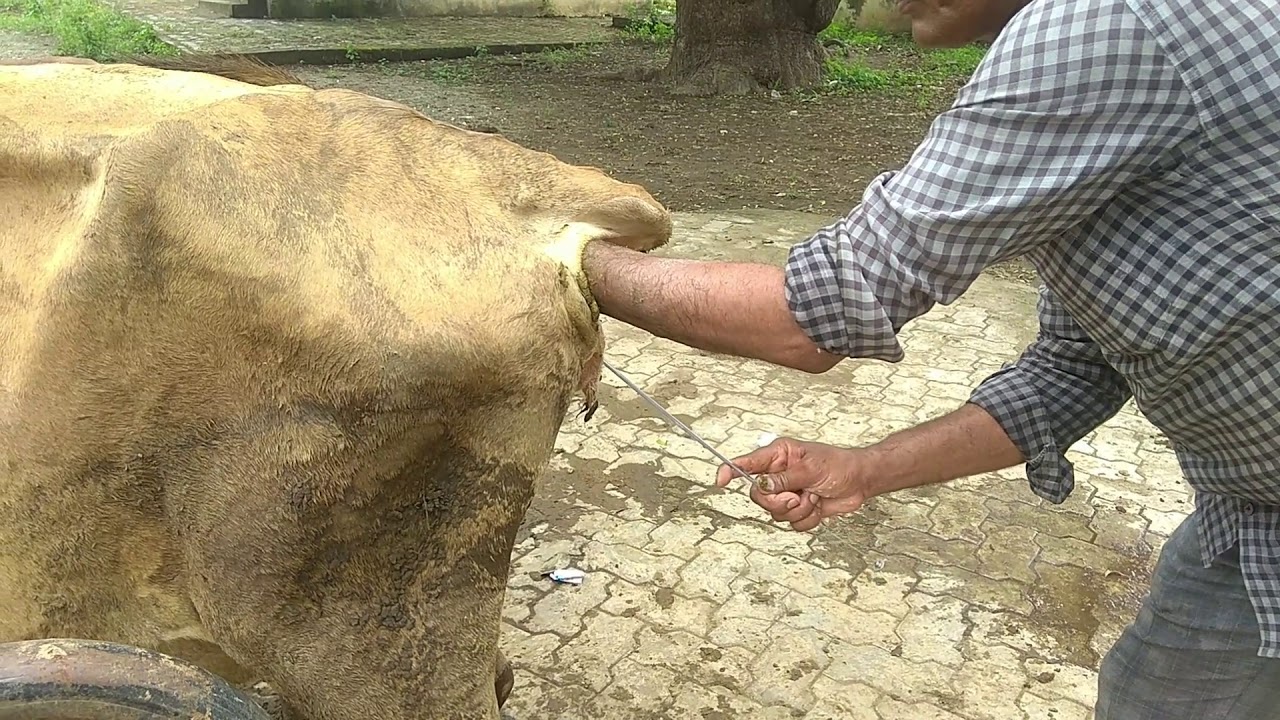 Artificial insemination Artificial insemination in cow YouTube