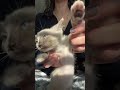 she didnt love that #kitten #cat #stray #foster #rescue #shelter #tnr #car #spayandneuter