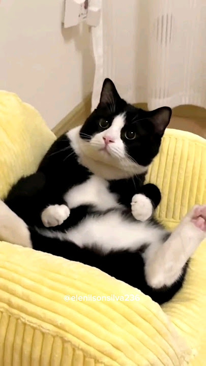 olha isso gente #catcomedy #catvideos #pets #funny