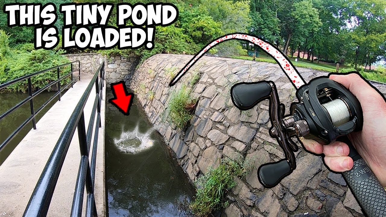 This TINY PUBLIC POND has BIG AGGRESSIVE BASS!!! (Pond Bass Fishing)