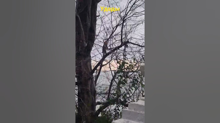 Удоды? НЕТ!!! А что за птица перелётная?