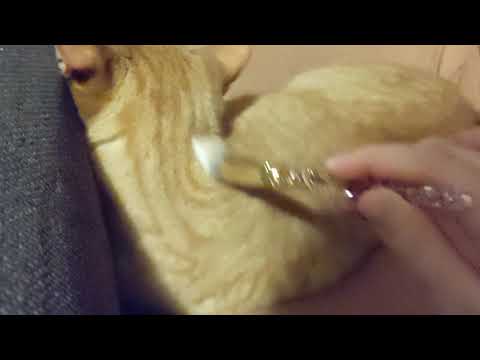 SOOO Cute 😍 your Tingles Can’t Believe It! ASMR Best & Sweetest 5 Minutes of Your Day