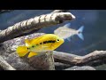 Species Spotlight | Rainbow Cichlid