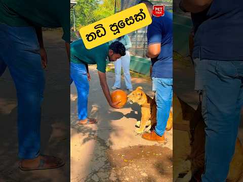 සොලෝ ඩේට් එකක් ගියා පූසෙක් බලන්න !!! 😍