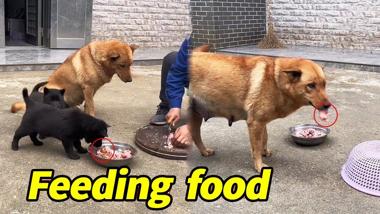 Пока хозяин не обращал внимания, Да Хуан тайком взял кусок мяса для щенка.