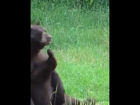 Funny Cats Videos 2022 - Funniest Dogs And Cats Videos Part 8894