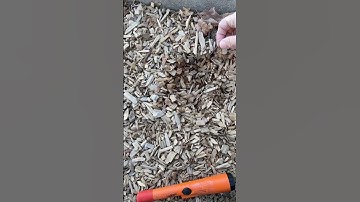 Park Metal Detecting | Nokta Simplex Plus