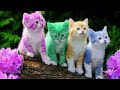 #status #catlover Cat Lover WhatsApp Status X Love Your Pets