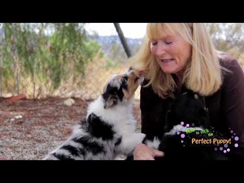 Videó: 3 módja annak, hogy segítsen a kutyáknak leküzdeni az akadályokat