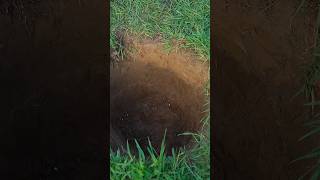 Download Lagu He Buries a Bone… And What Comes Out Is Incredible 🦴✨. MP3