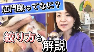 肛門腺って何？獣医師が解説！肛門腺の絞り方も！