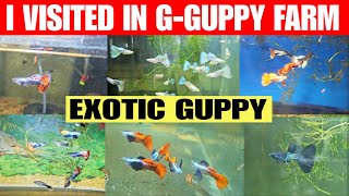 I Visited In G-Guppies Farm | Exotic Guppy Fish | Santacluas Guppy | Dragon Guppy And Many More