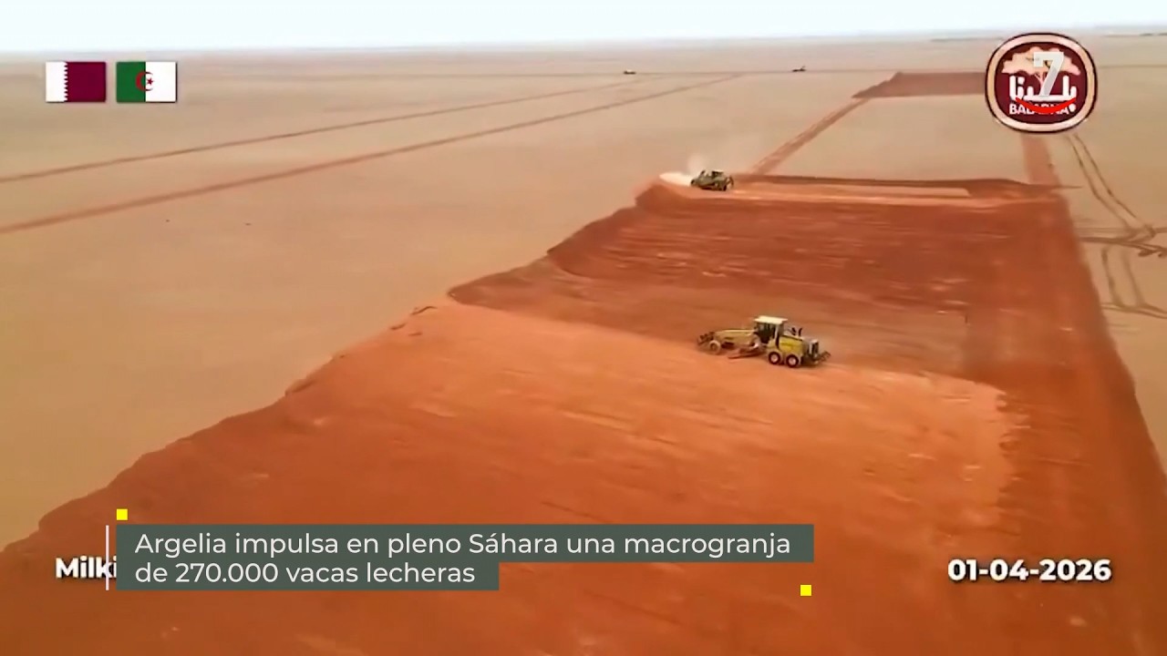 Flash El campo al día (23/07/2026) Argelia impulsa microgranja de 270.000 vacas lecheras en Sahara