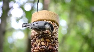 How Cool is That! - Nuthatches