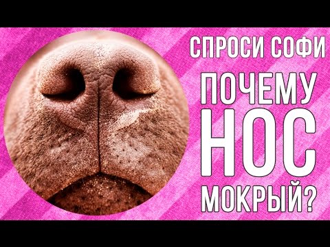 Видео: Почему у собак мокрый нос?