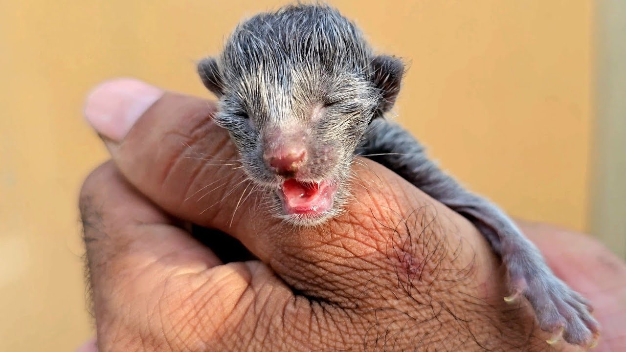 The newborn kittens were thrown into the trash can, and they emitted