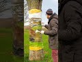 How to draw  invisible tree trunk 3d illusion art shorts