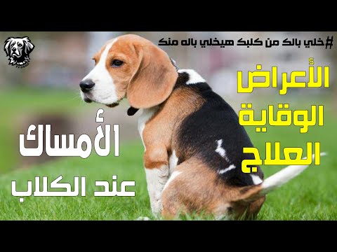 فيديو: العلاجات المنزلية لإمساك الكلاب