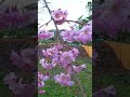 #sakura