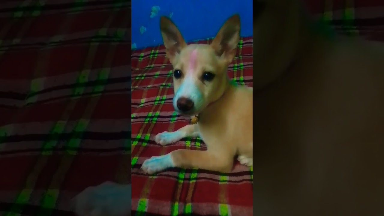 💥எங்க வீட்டு டாமி 🤣விட அலப்பறை🤣 பாருங்க நண்பர்களே 