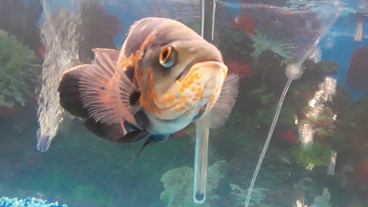 Oscar fish in a 75 gallon tank - YouTube