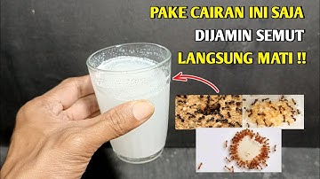 CUKUP BUAT CAIRAN INI, SEMUA JENIS SEMUT LANGSUNG MATI !!!