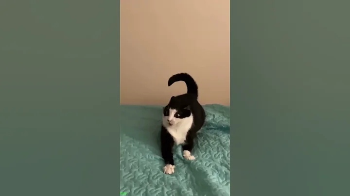 Video 6004851: cute cats cathouse, funny cat