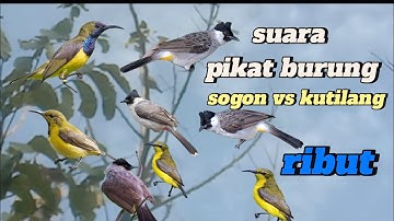 @suara pikat burung sogon vs kutilang ribut# burcil lain pasti ikut nyambar#