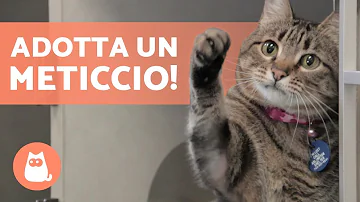 Quali sono i gatti meticci?