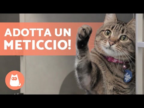 Video: I 5 Principali Motivi Per Cui Dovresti Adottare Un Gatto