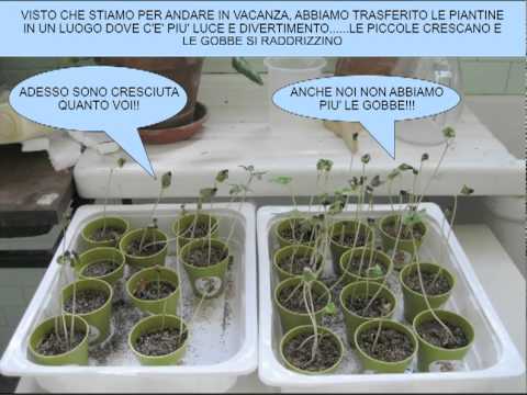 Video: Sai come coltivare le petunie dai semi?