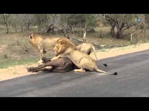 Video: Waterbuffel: beschrijving, leefgebied. Man en buffel