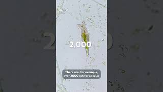 There Are Over 800 Gastrotrich Species