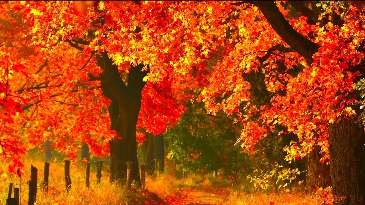 Autumn Splender, Beautiful Music, Peaceful Soothing Piano Music, by Tim Janis